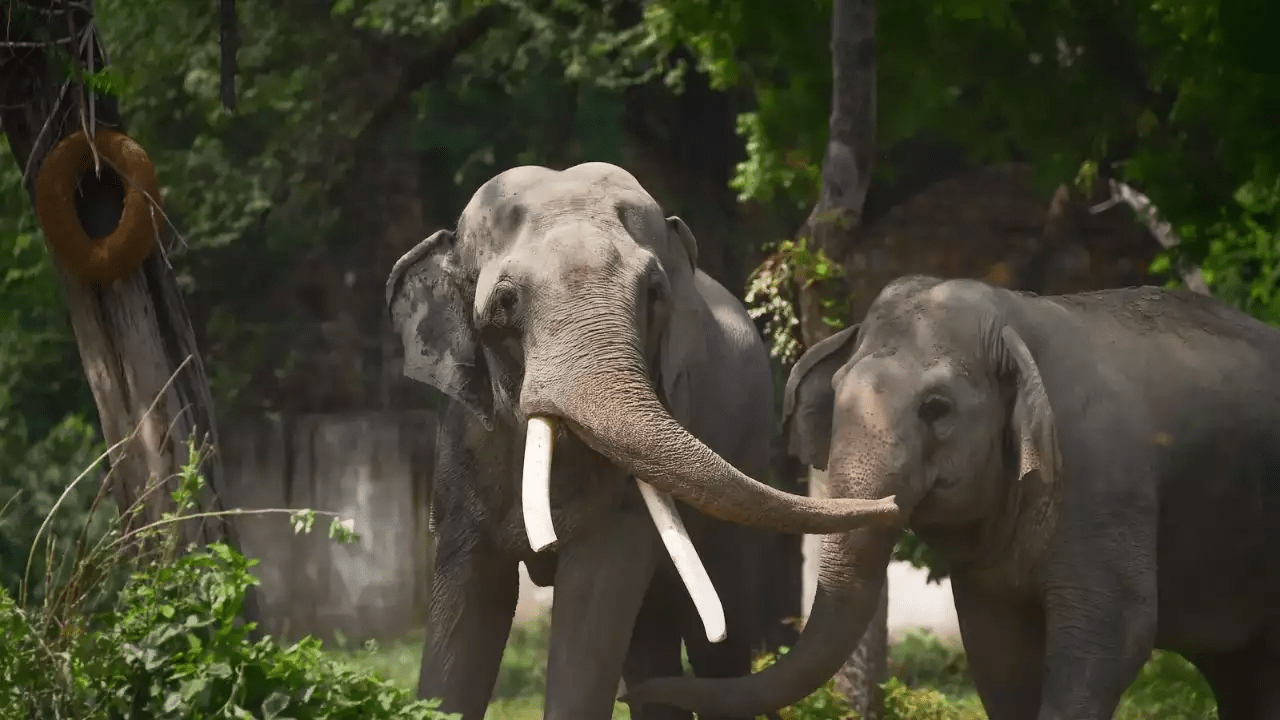 Global group suspends Delhi Zoo membership due to concern for the wellbeing of its lone African elephant