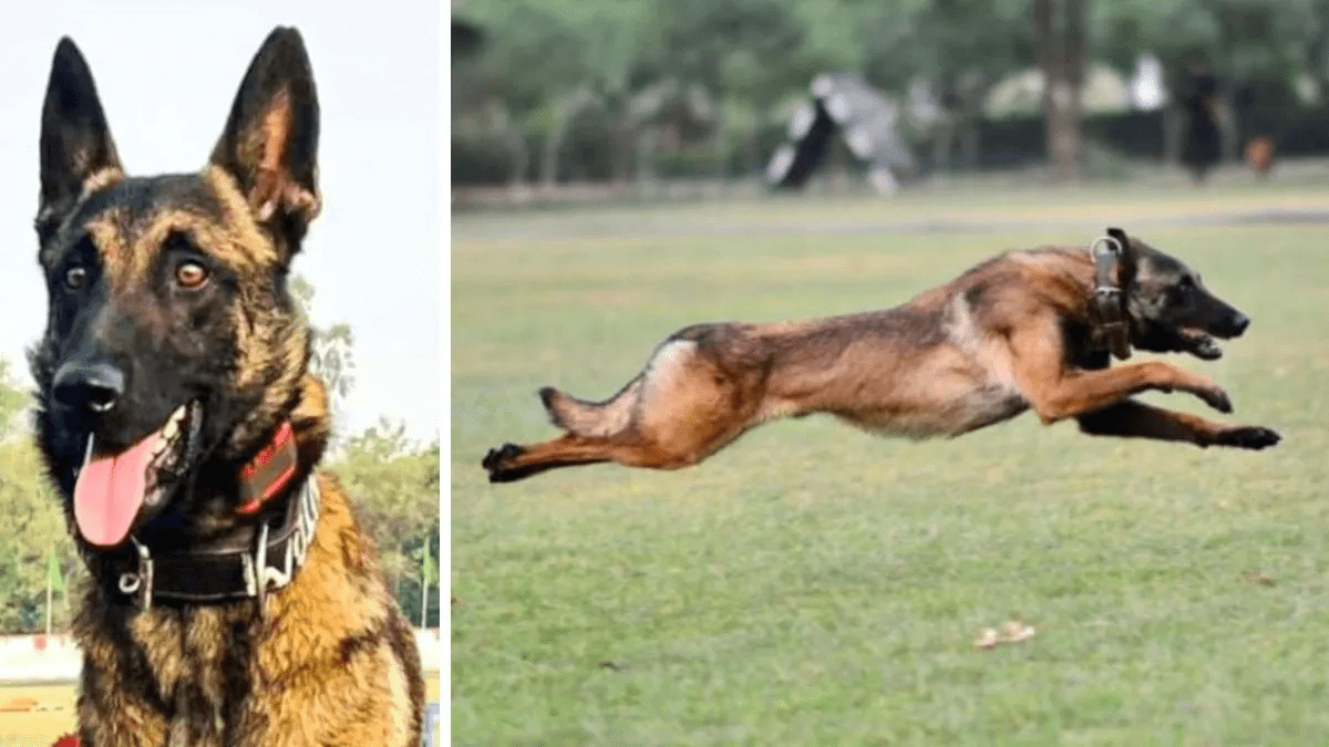 In the Jammu encounter, the Army lost its ‘Phantom’, a canine fighter dog who died while protecting troops.